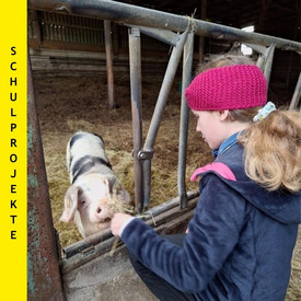 Kind füttert Schwein
