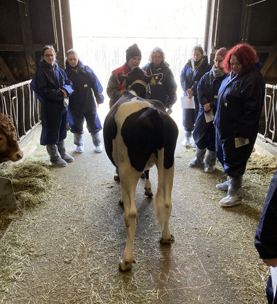 Kuh mit Lehrgangsteilnehmern im Stall.