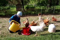 Kind füttert Hühner
