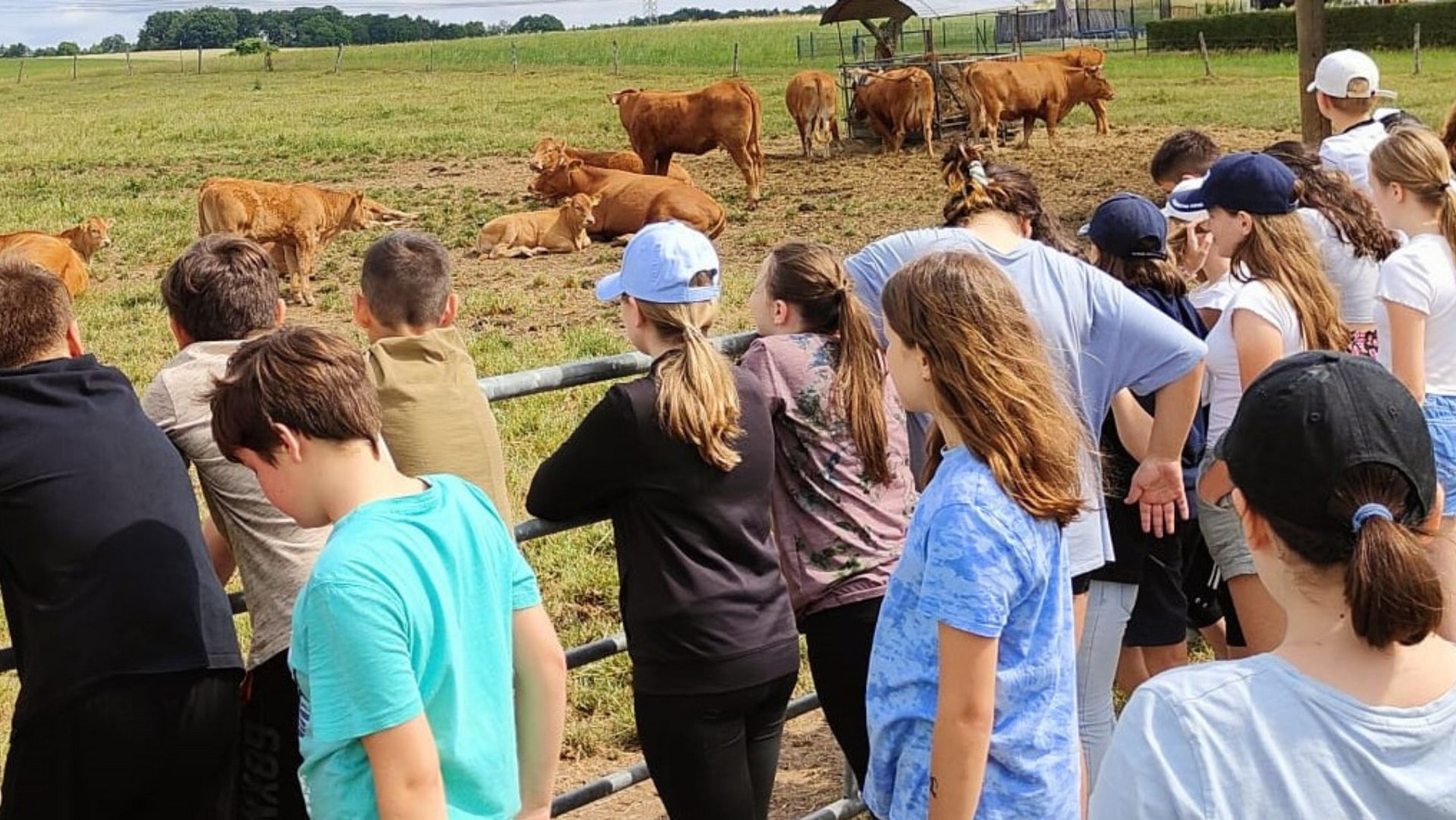 Kinder beobachten Mutterkühe auf der Weide