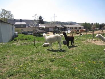 Hochwald Alpaka