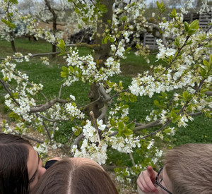 Kinder vor Apfelbaum