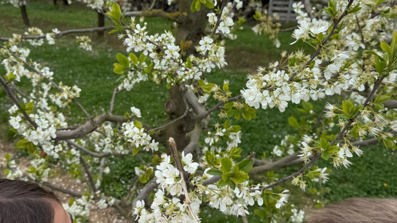 Kinder vor Apfelbaum